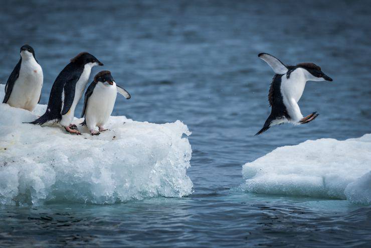 Pinguino che si sposta sul ghiaccio