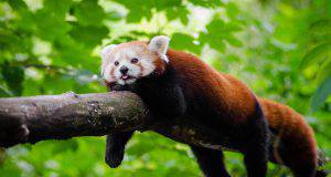 panda rosso himalaya