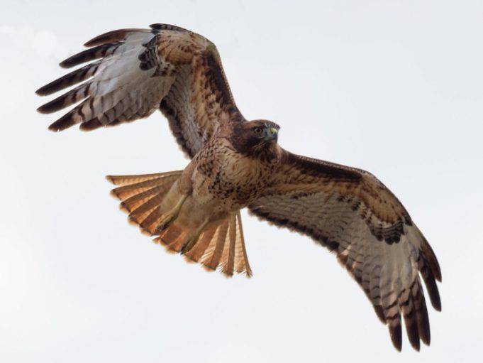 Gli uccelli più pericolosi al mondo