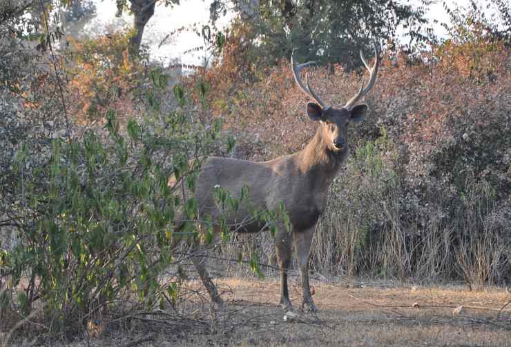 Il sambar indiano