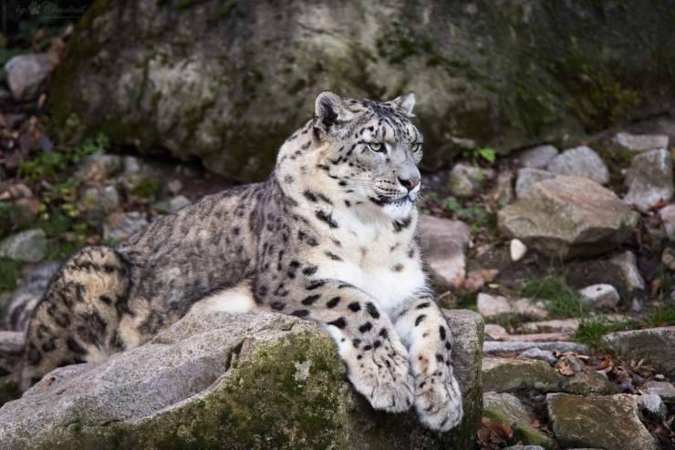 leopardo delle nevi animali dell’Himalaya