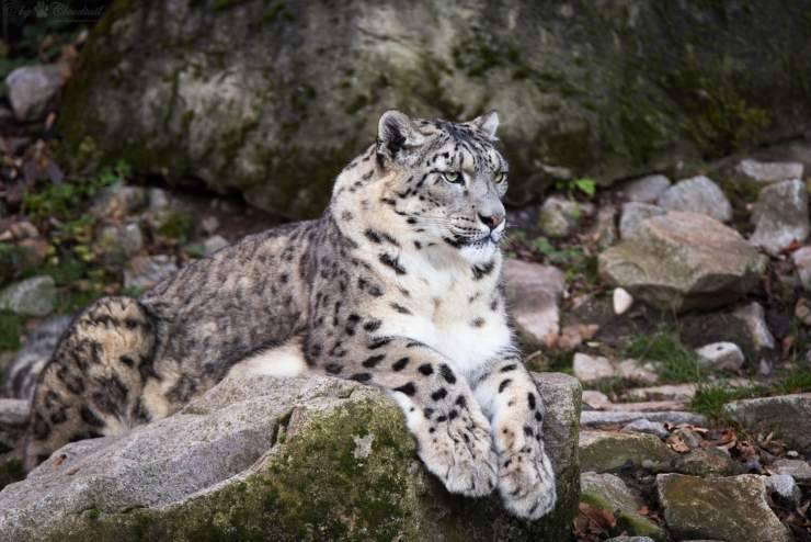 leopardo delle nevi