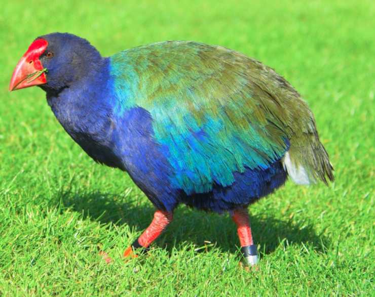 takahe uccelli che non volano