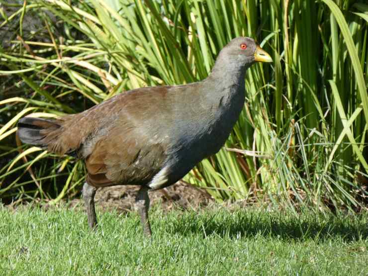 gallinella della tasmania