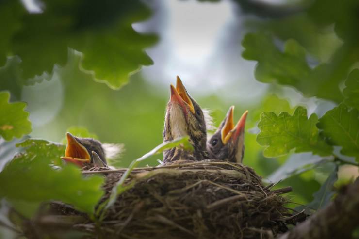 Perché gli uccelli fanno il nido
