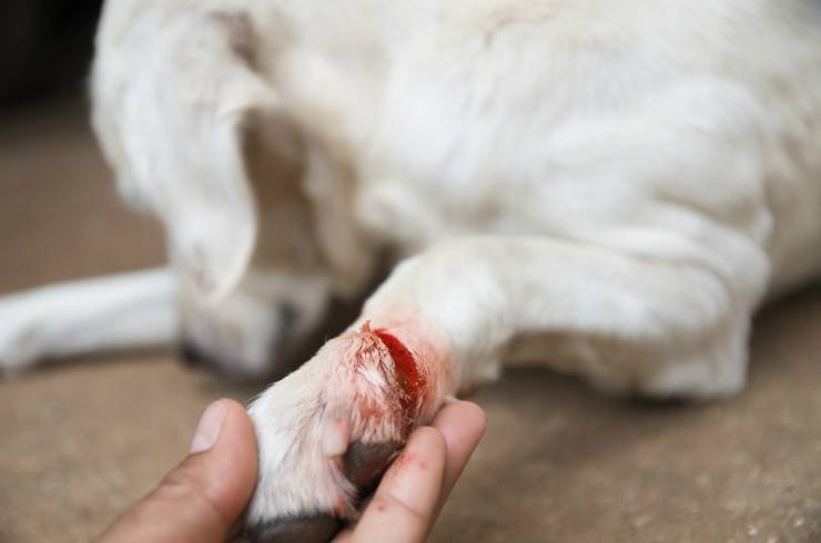 Frattura della zampa del cane