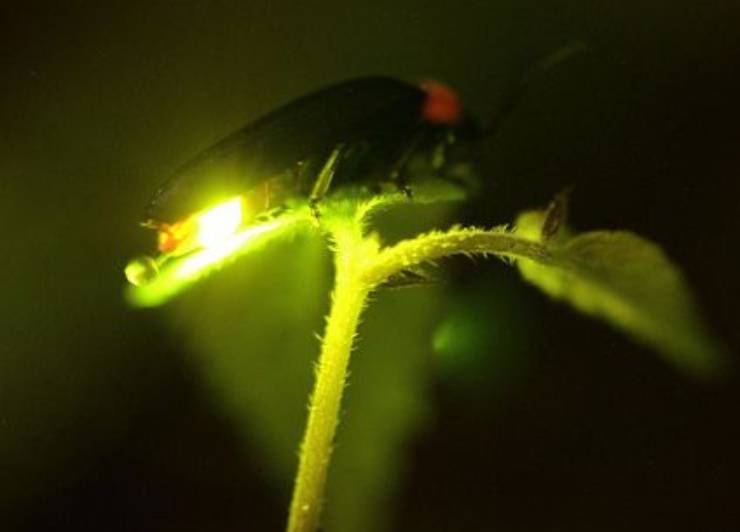 Le lucciole, 10 curiosità su questo splendente insetto che non conoscevi