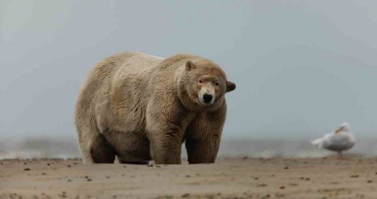 l'orso Fat Albert