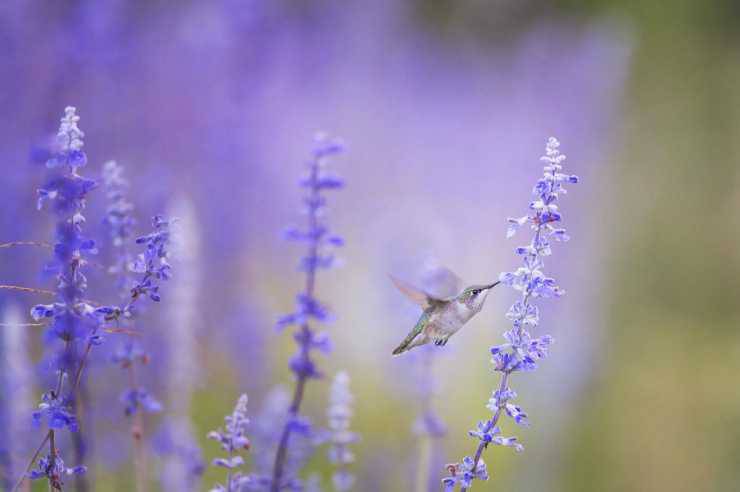 Colibrì una creatura magica (Foto Pixabay)