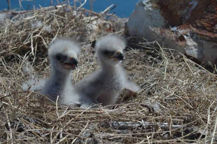 piccoli aquila