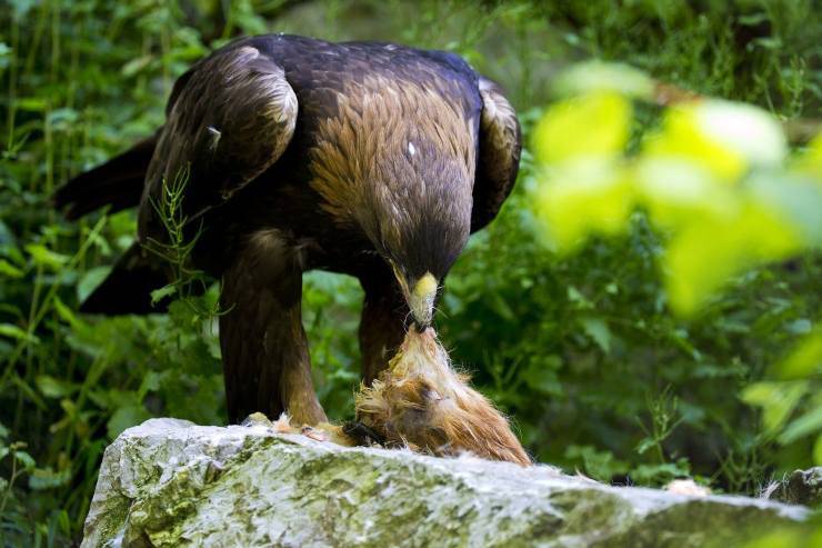 aquila d'oro