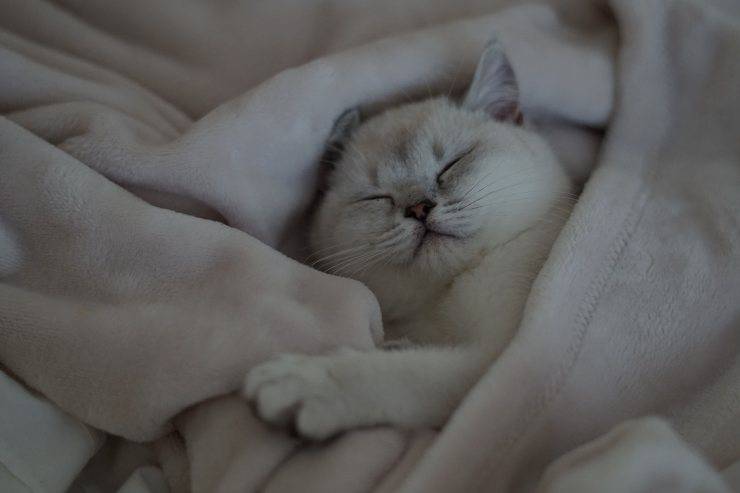 Come dorme il gatto