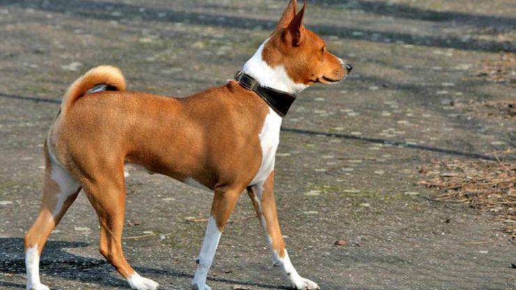 cane non abbaia basenji