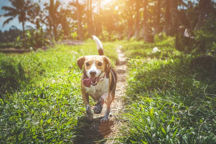 beagle olfatto potente