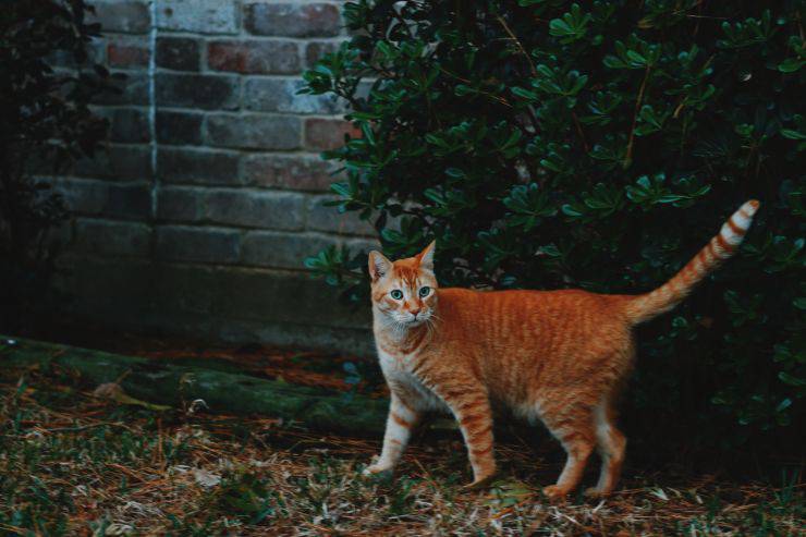 perchè gatto zoppica