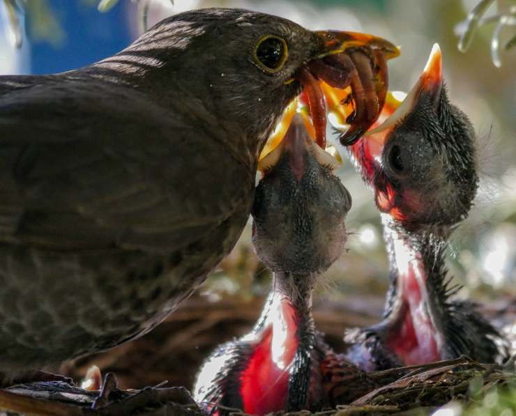 Perché gli uccelli fanno il nido