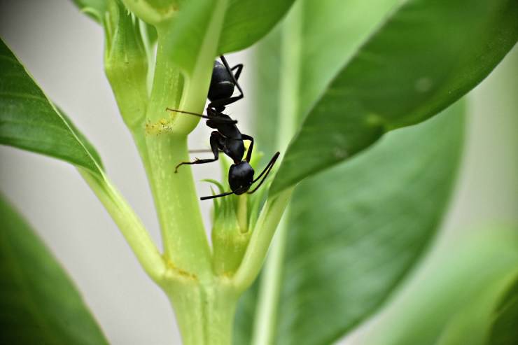 Formica nera