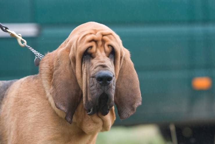 Un bloodhound, o Chien de Saint-Hubert