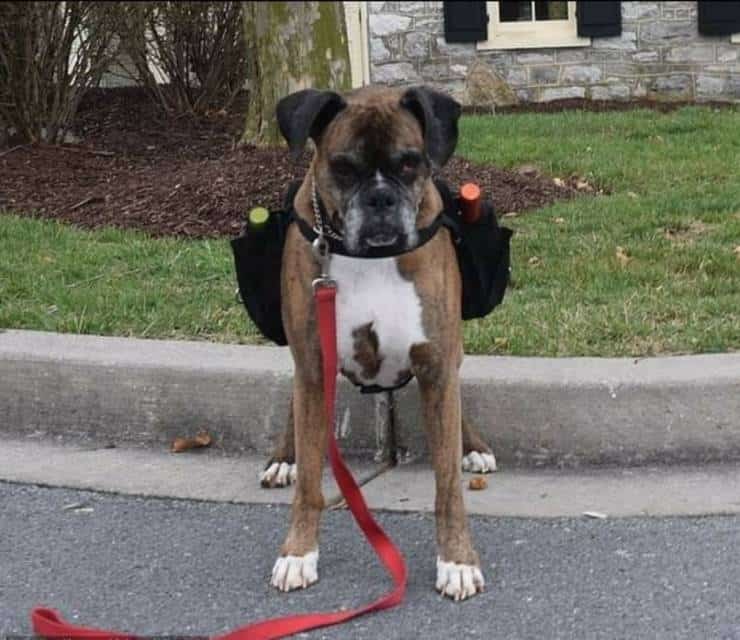 boxer porta vino