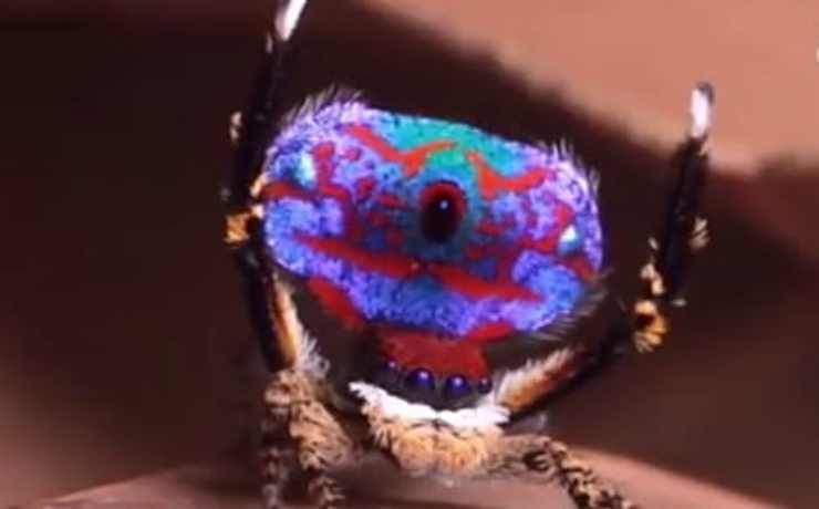 Il ragno pavone (Foto video)