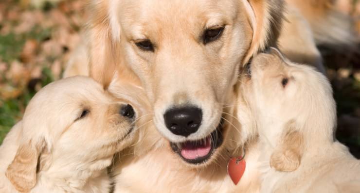 madre e cuccioli