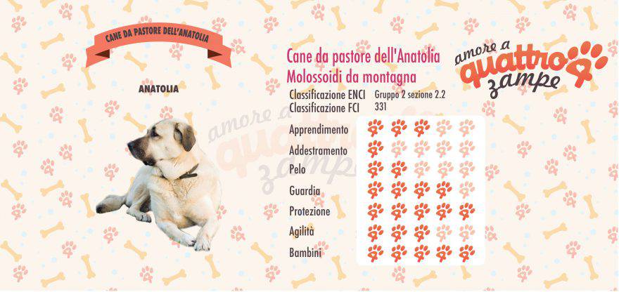 cane PASTORE ANATOLIA scheda razza