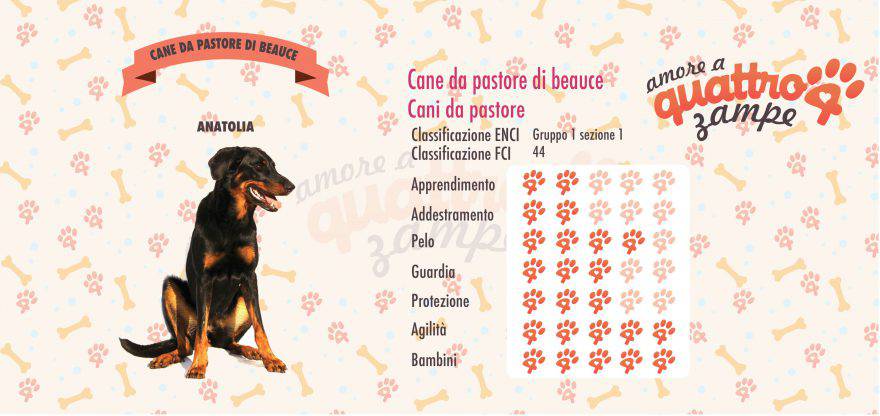 cane PASTORE DI BEAUCE scheda razza