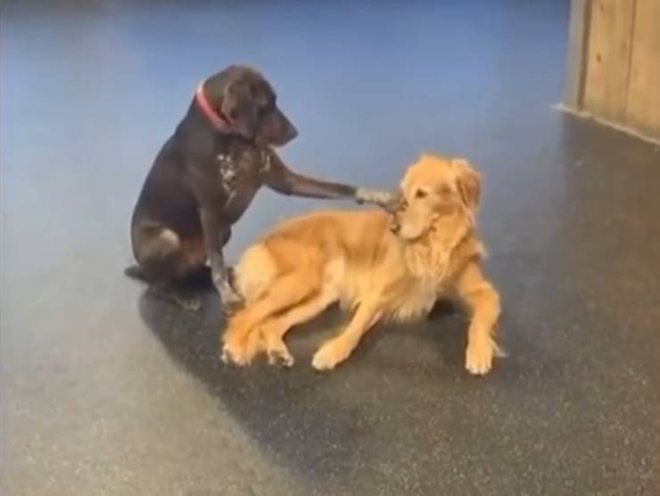 Cane affettuoso coccola i suoi simili