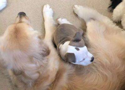 cane dorme contatto cani