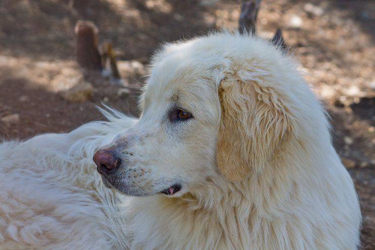 cane da pastore dei pirenei adulto