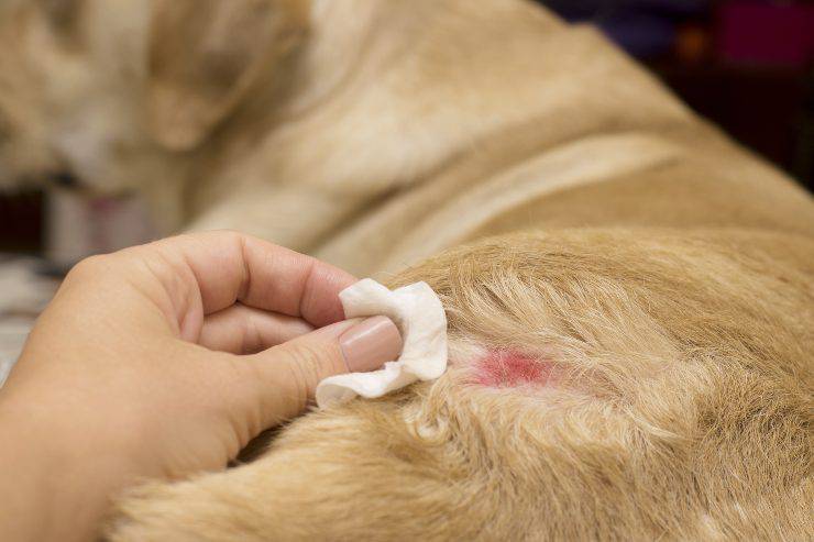 Probleme ale pielii și blănii la câini