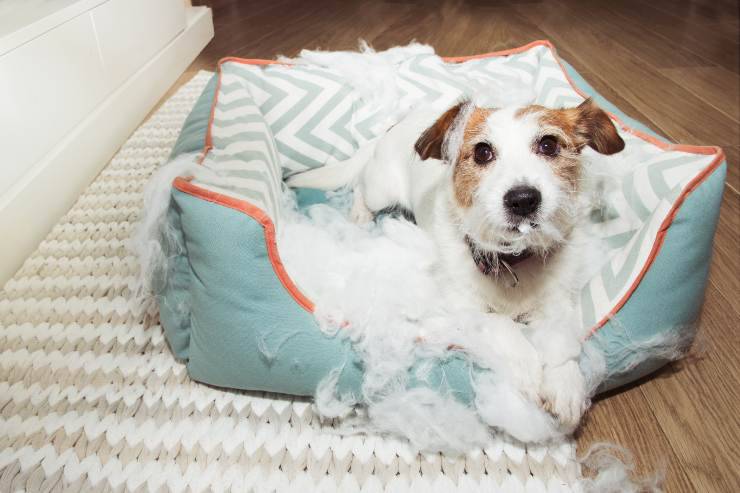 come impedire al cane di distruggere il suo letto