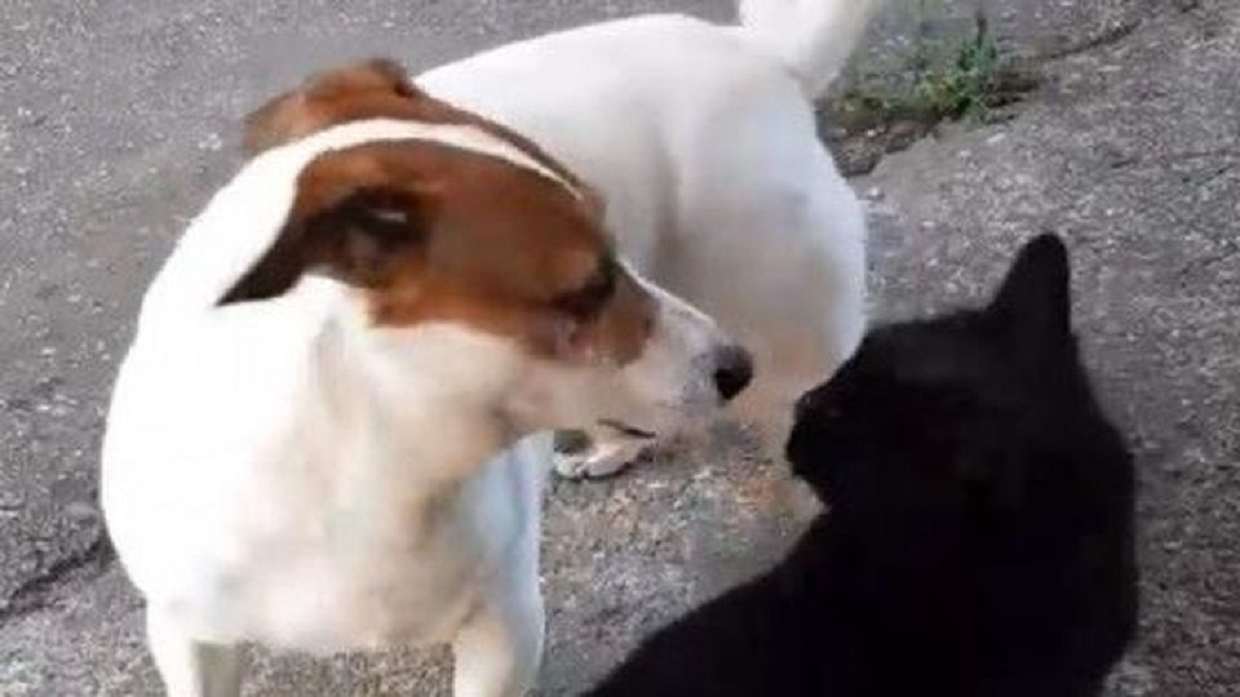 Il Gatto Migliore Amico Del Cane Spark