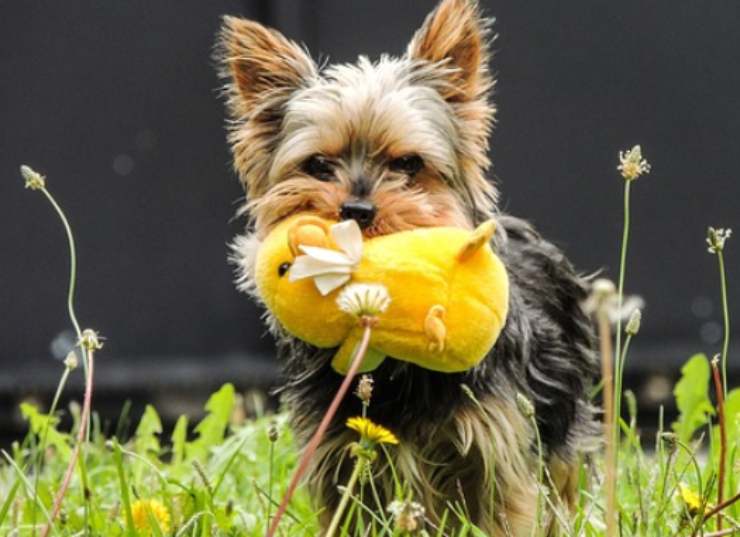 cane e peluche