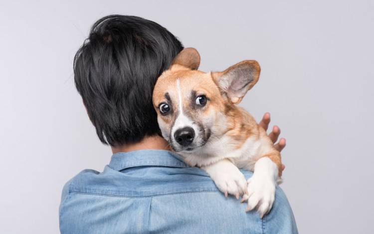 attacchi di panico cane