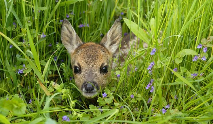 capriolo