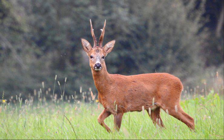 capriolo cerbiatto