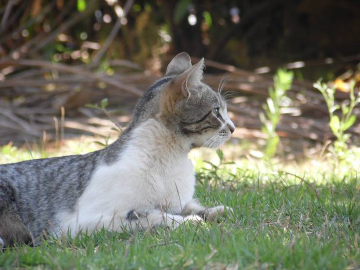 Gatto ha perso fiducia