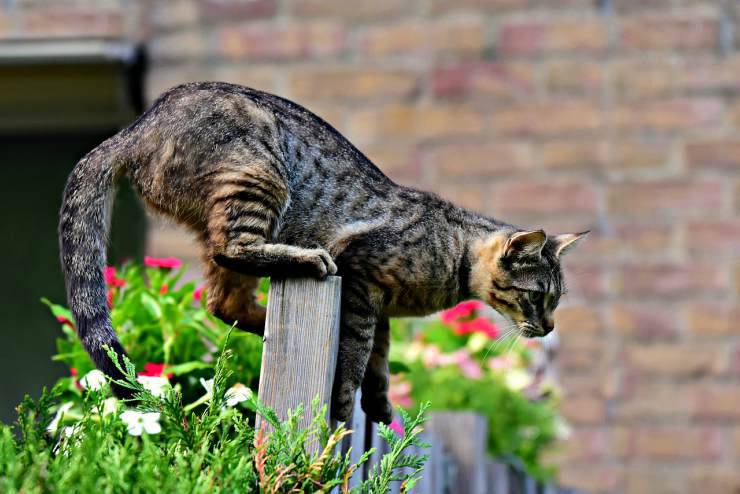 Gatto sta per saltare