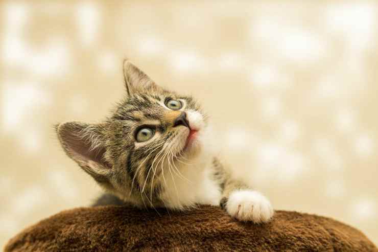 Lo sguardo dolce della gattina (Foto Pixabay)