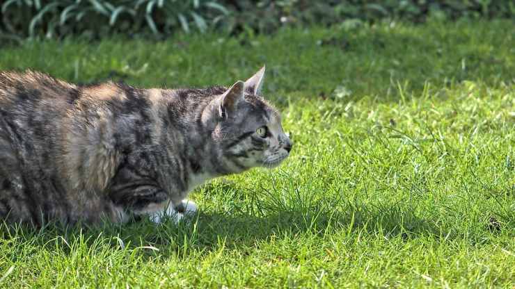 Gatto che guarda insetti