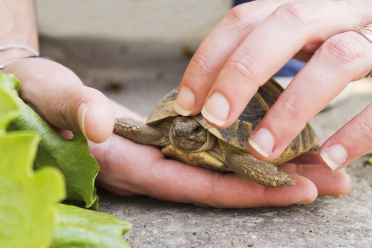 come accarezzare le tartarughe