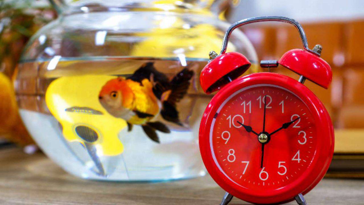 Come E Quando Dormono I Pesci Rossi Tutto Cio Che C E Da Sapere