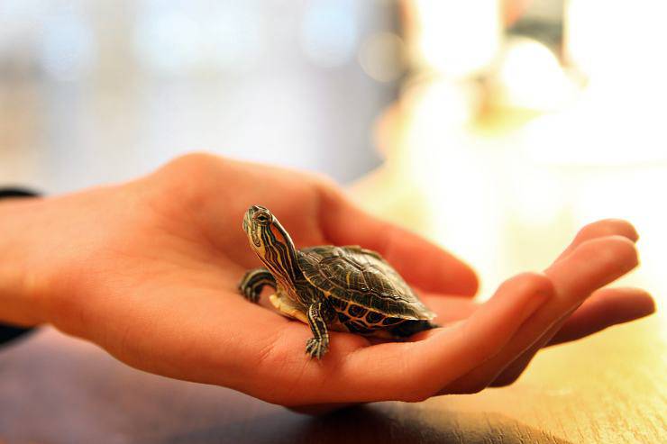 maneggiare la tartaruga animali domestici più longevi