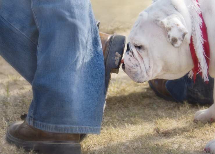 come pulire le scarpe dalla cacca del cane