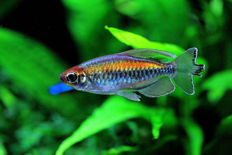 congo tetra Perché i pesci nuotano in verticale