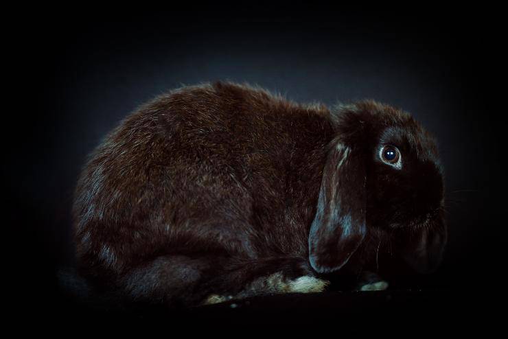 i conigli possono vedere al buio