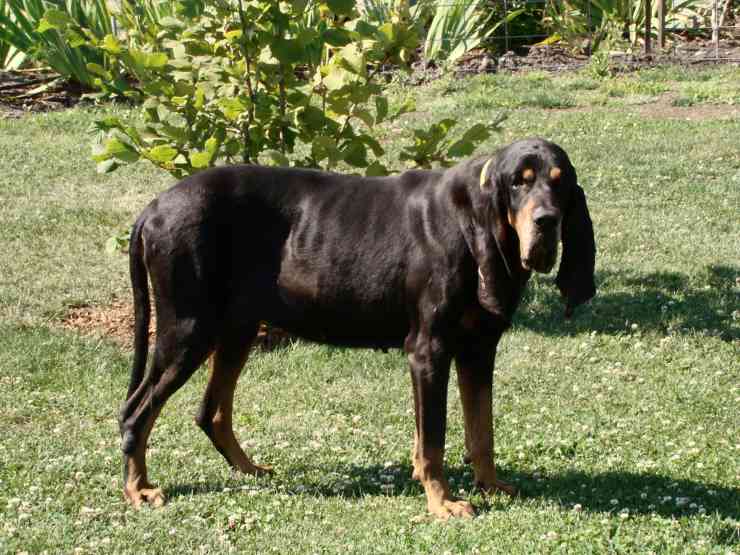 coonhound flickr