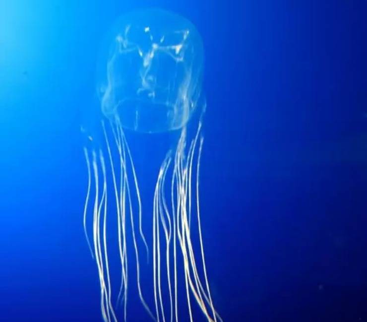 Cubozoo australiano medusa