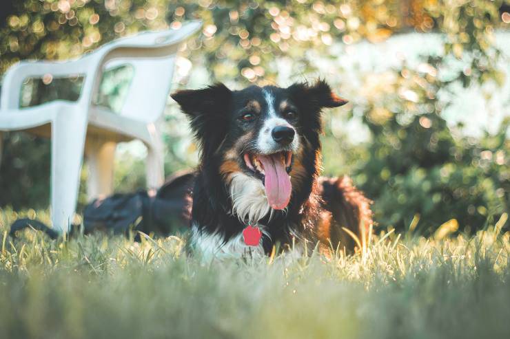 Razze canine più sensibili